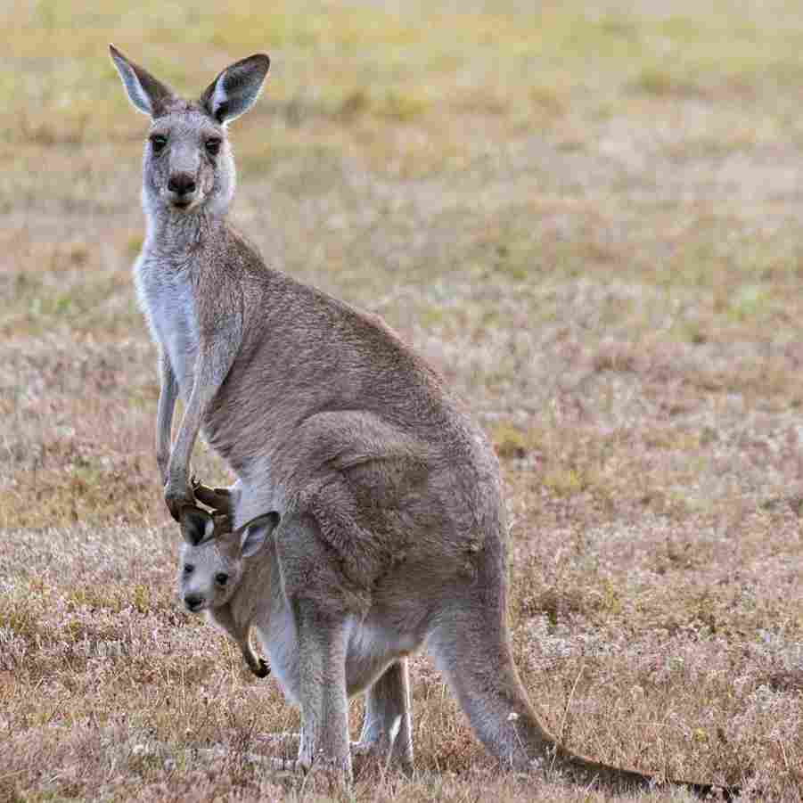 Australia Holiday Package
