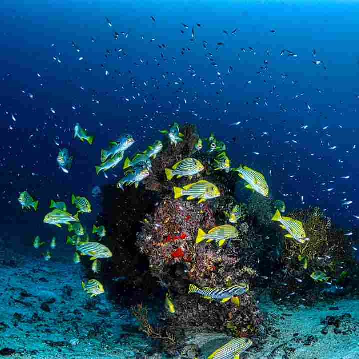 Great Barrier Reef Queensland Snorkeling and Diving