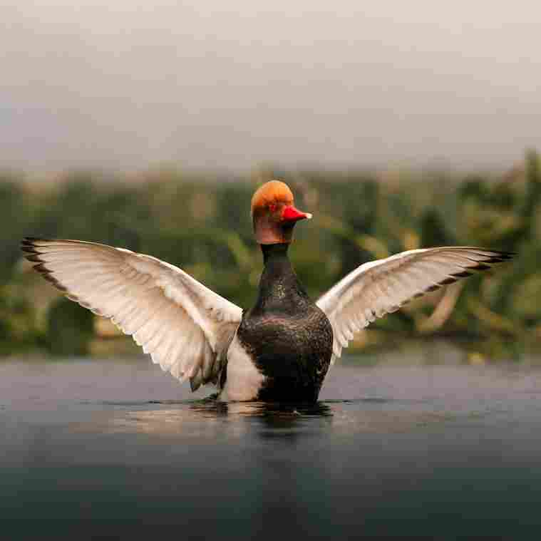 West Bengal Holiday Package